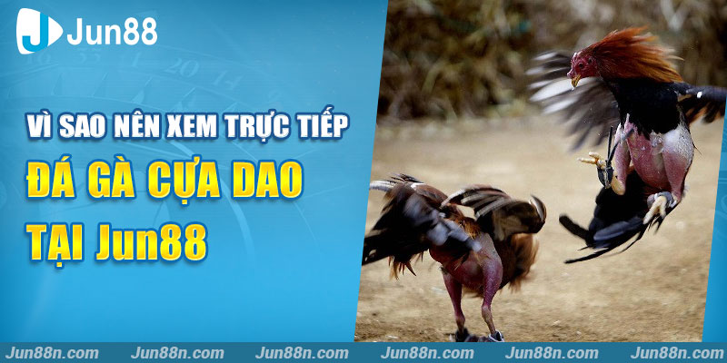 Vì sao nên xem trực tiếp đá gà cựa dao tại Jun88